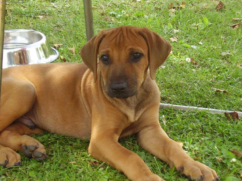 Foto: naše štěně