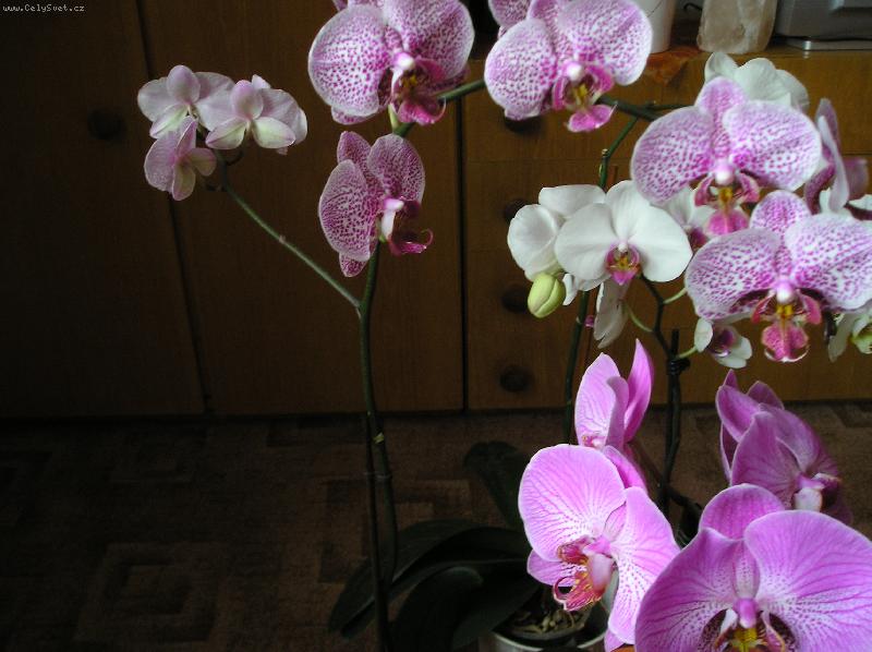 Foto: SMĚS fAL.-Fal.