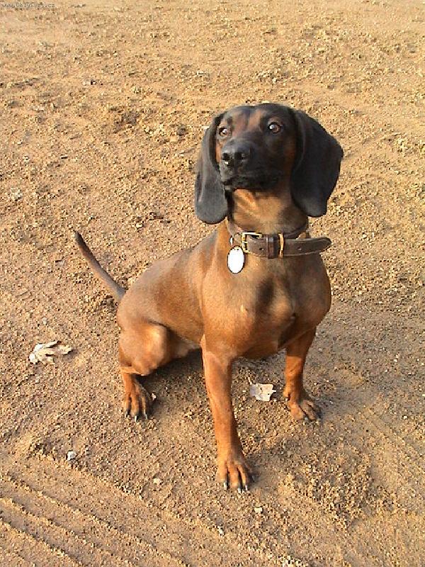 Foto: Arwen von Leopoldsmühle:-)-Naše princezna