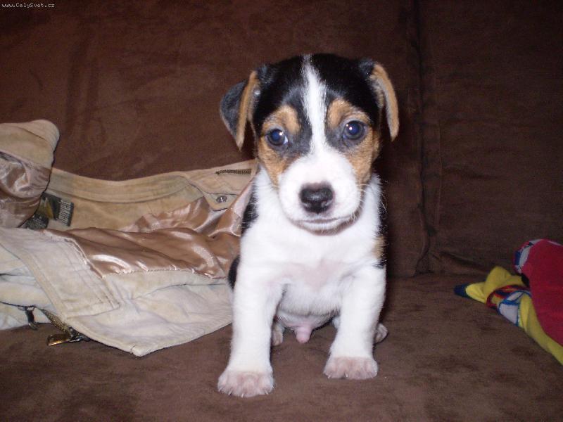Foto: Bubo-Naše nové štěňátečko...