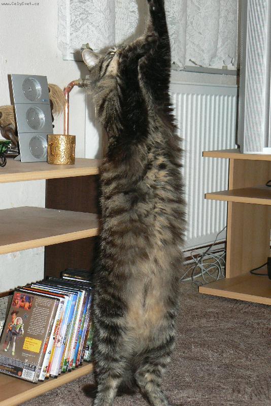 Foto: Sailinka-takhle vypadá natažená mainka :o)