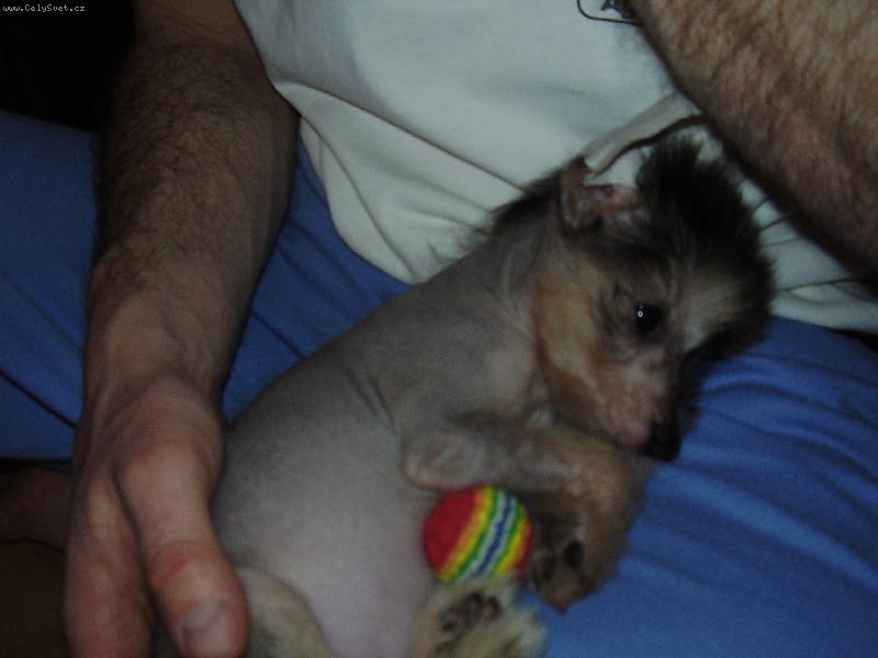 Foto: moje zlatíčko Fanny-Ten fotbal je ale fuška.