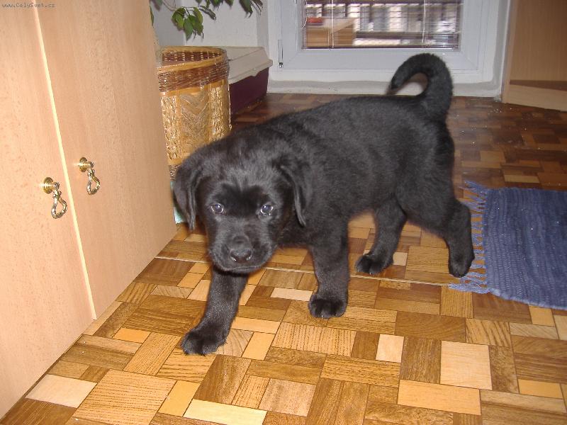 Foto: Sid-kříženec Labrouše a Rotvajlera