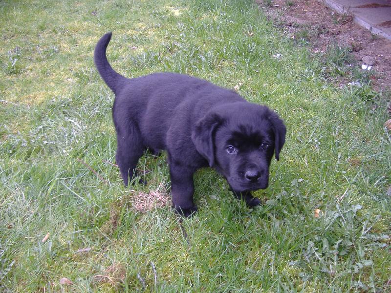 Foto: Sid-dvouměsíční kříženec Labradora a Rotvajlera