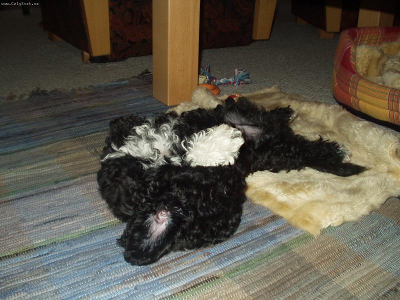 Foto: odpolední siesta-po obědě