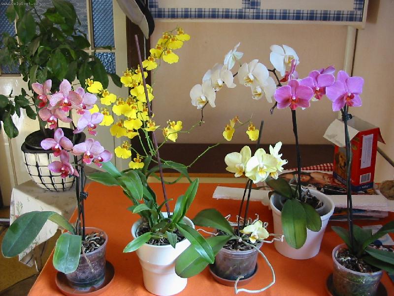 Foto: orchideje-Phalenopsisy a oncidko