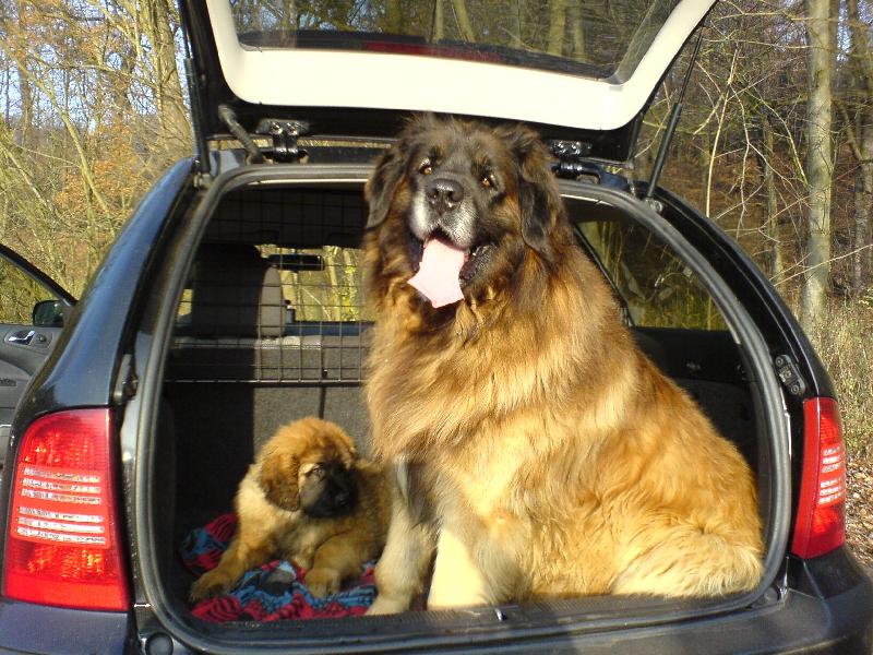 Foto: Brit Končiny-jízda v autě - to já rád