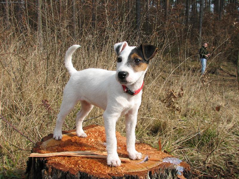 Foto: ..ještě jedna na pařezu ;)