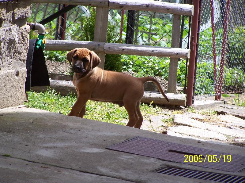 Foto: naše štěnátko endy