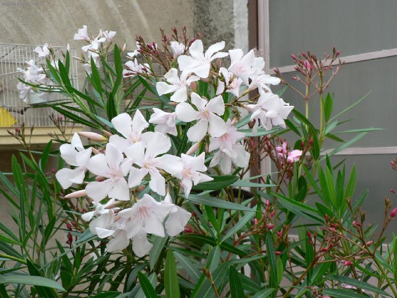 Foto: světle růžový z Francie