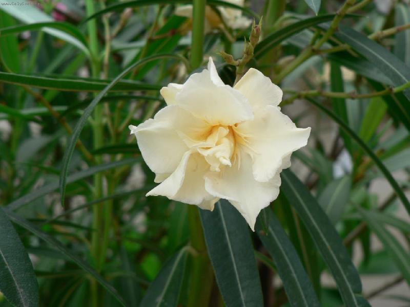 Foto: lutý z Francie