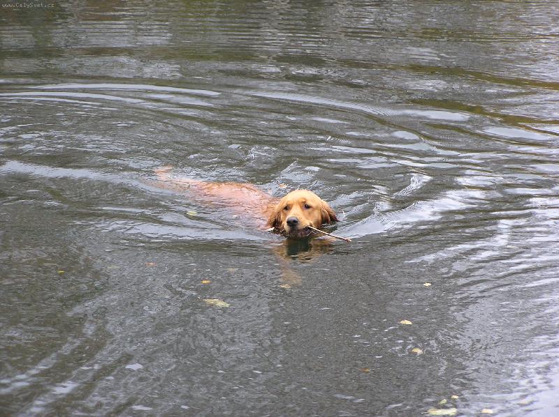 Foto: Casey(Kesi)-Tak to je můj nádherný plavajicí pejsek