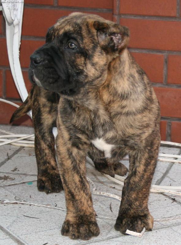 Foto: HIDA Guanchos-8 WEEKS