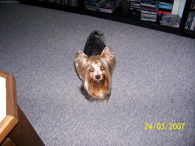 Foto: Bessy-www.jork-bessy.estranky.cz