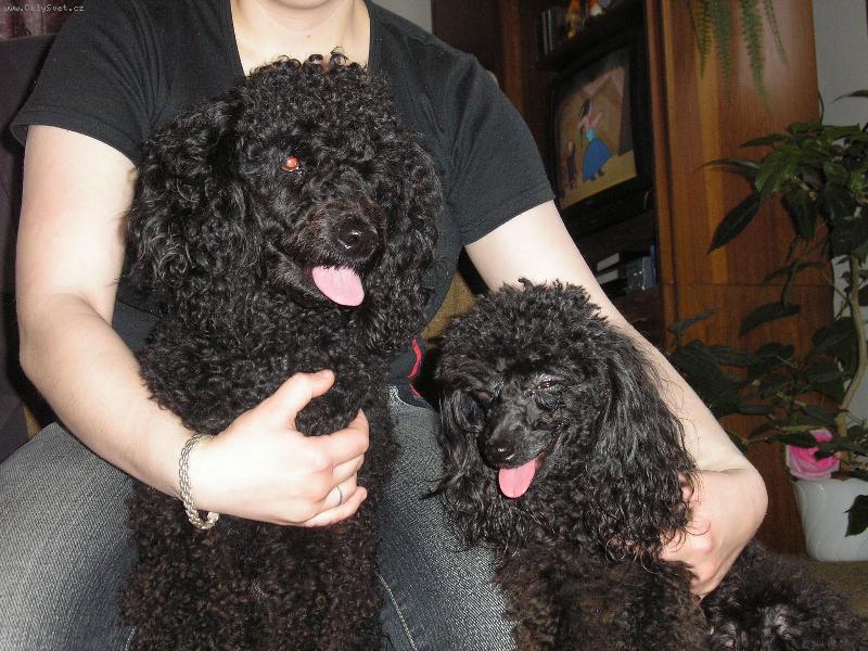 Foto: naši mazlíčci