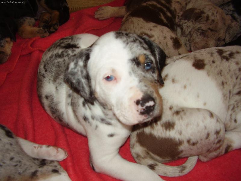 Foto: Arsinka LC-kukýny!! HAF