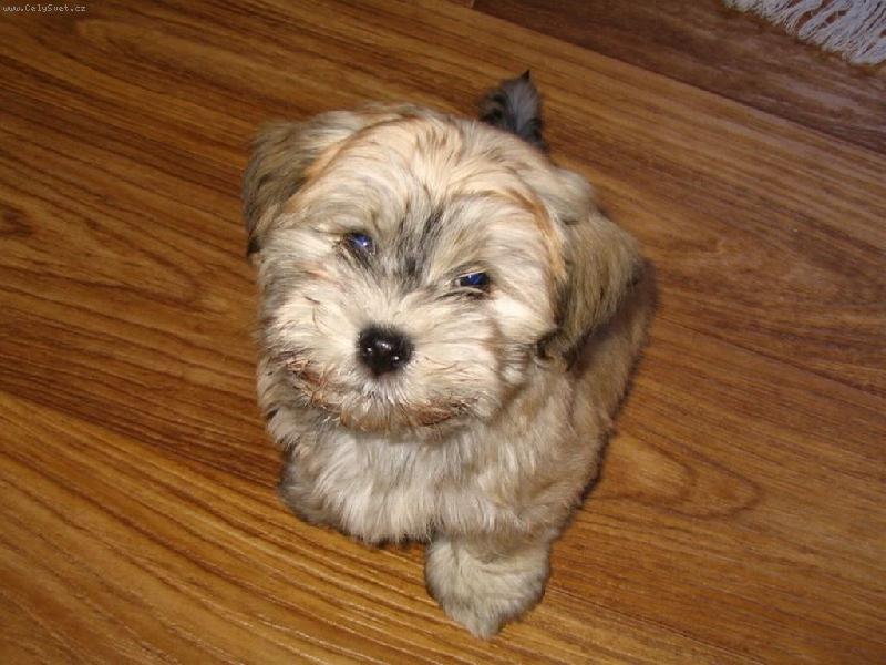 Foto: Havanský psík