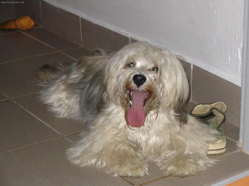 Foto: Havanský psík