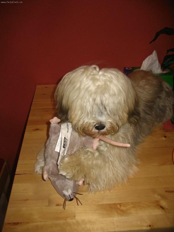Foto: Havanský psík