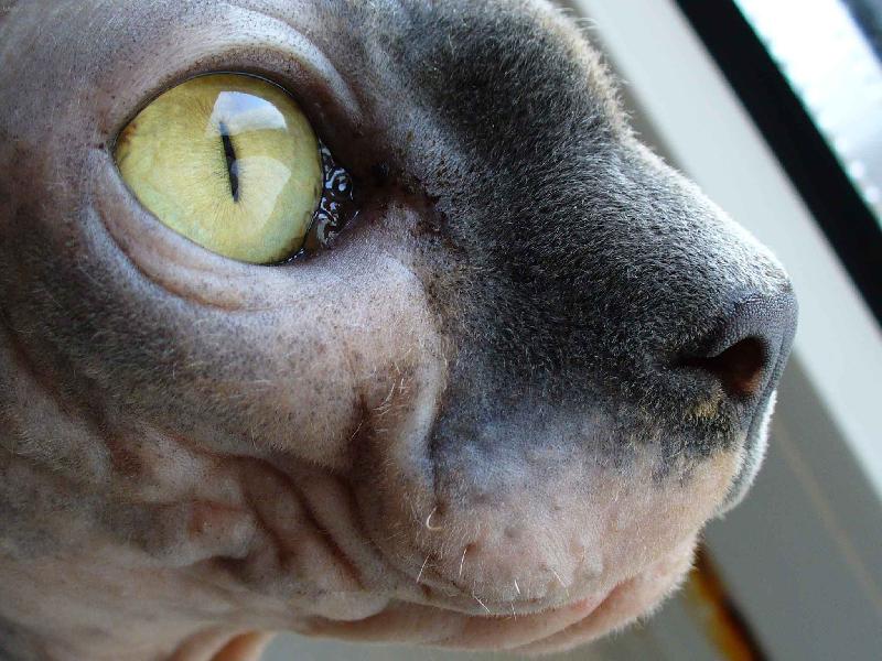 Foto: Pomněnka-Naše zlobidlo...