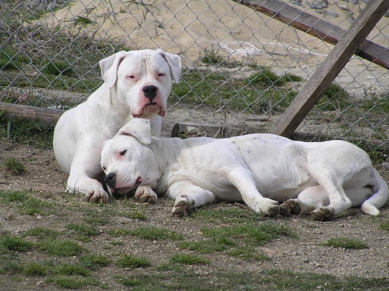 Foto: Diablo   Pacha odpočinek