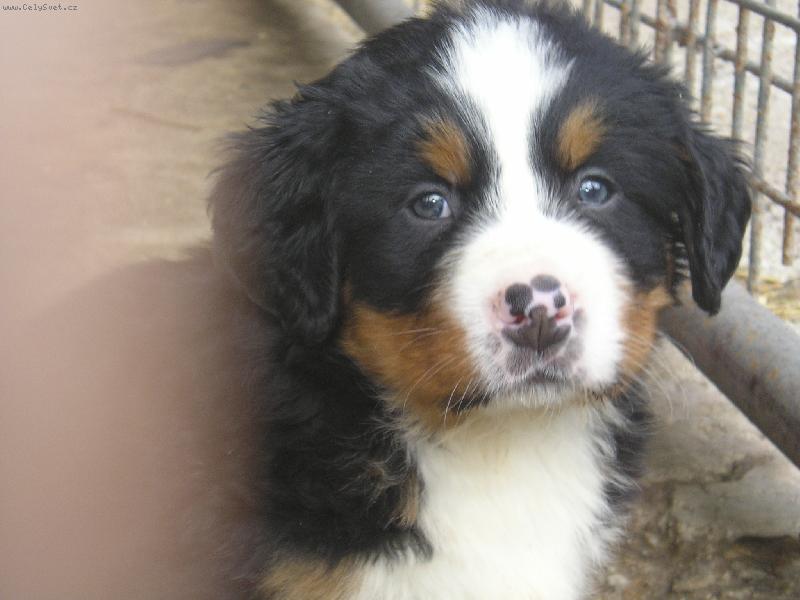 Foto: Kasik-Kasik 6 týdnů