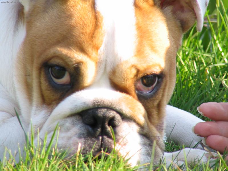 Foto: relax v trávě