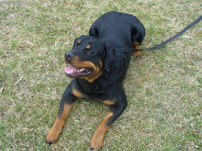 Foto: Butkýsek-To jsem fešák,co?! :-)