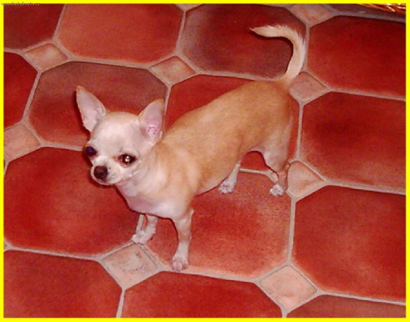 Foto: čivavka-Gabi Bílpark