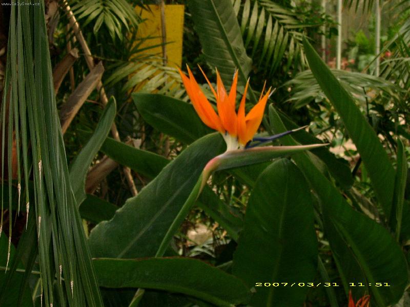 Foto: oražový květ-z palmového skleníku