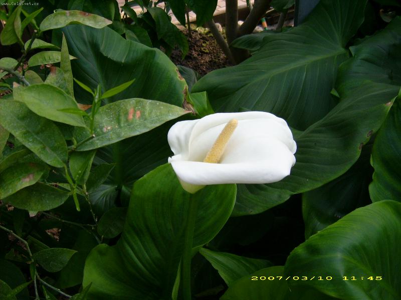 Foto: anthurium-ze  slkleníku