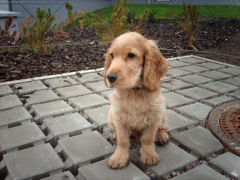 Foto: Toník-Ještě jednou bobík