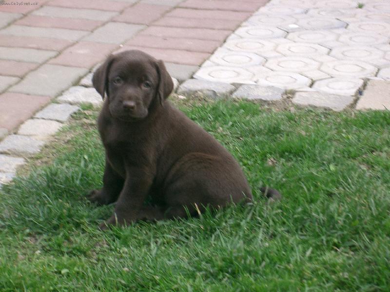 Foto: Jesy-naše štěňátko JESY