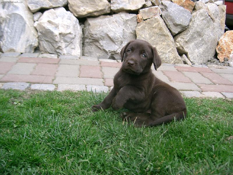 Foto: Jesy-zase naše JESY