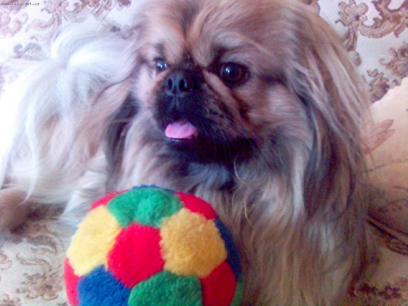 Foto: Maxíček-a jeho nejmilejší míček