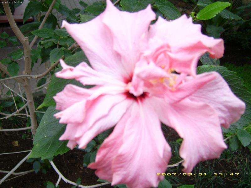 Foto: ibišek-růžový