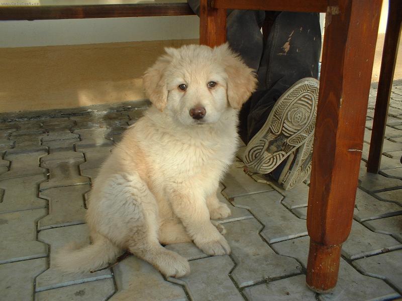 Foto: 2,5 měsíce-naše křížené šťěňátko :)