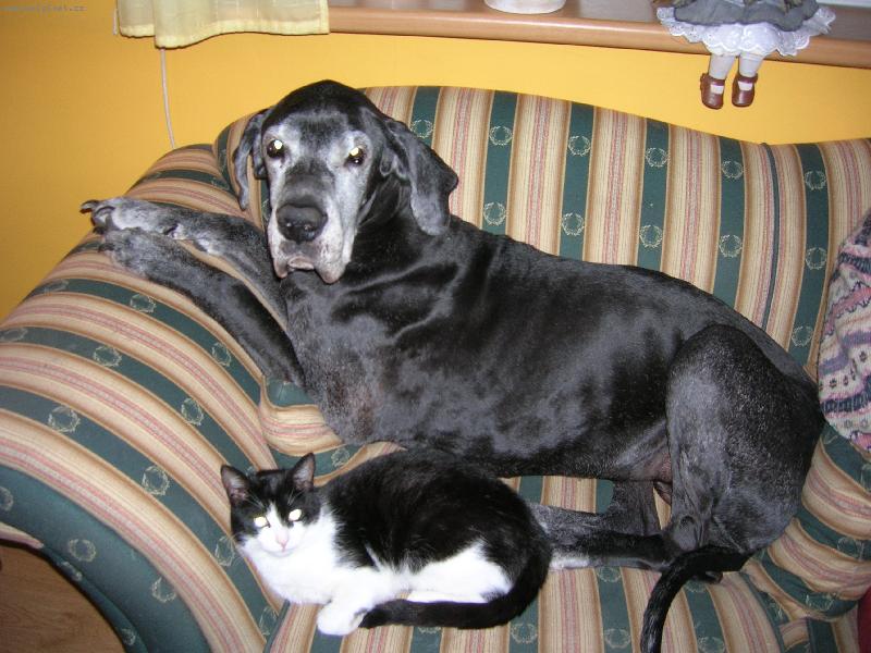 Foto: jsi přece jen kočka, ale o kousek se rozdělim