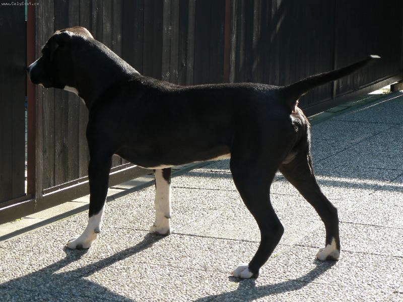 Foto: ARNY-aaaa...je tam kočička