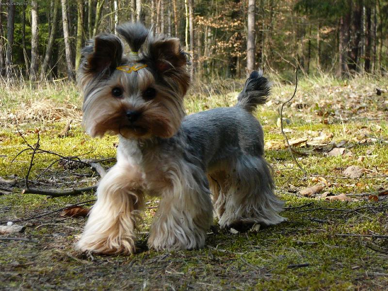 Foto: Nellinka - www.nellinka.wbs.cz-Ostříhaná Nellinka