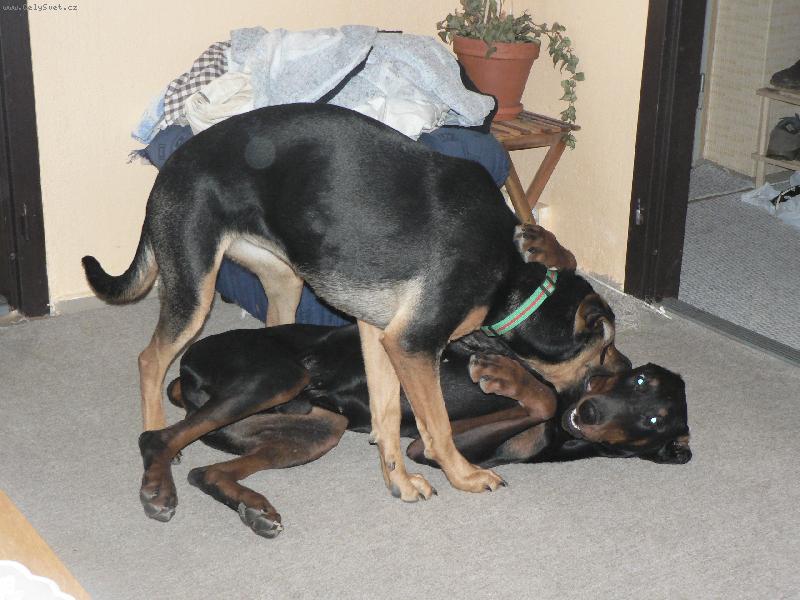 Foto: Maxíček na návštěvě u tety-Pane. pojďte si hrát :-)