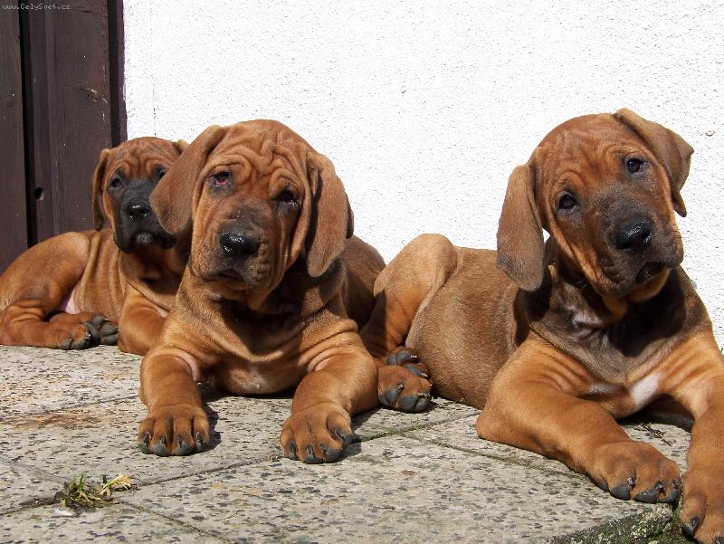 Foto: tosa inu štěňátka z chovatelské stanice Diamant severu-štěňátka -10 týdnů