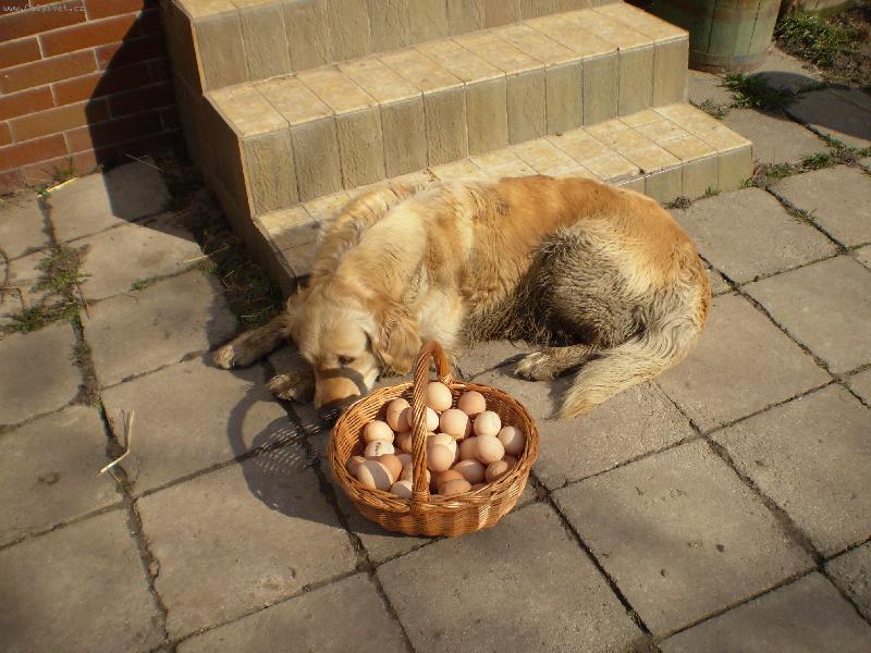 Foto: Unavená Cora-Po odpoledním proběhnutí mne už nezajímá ani košík vajec