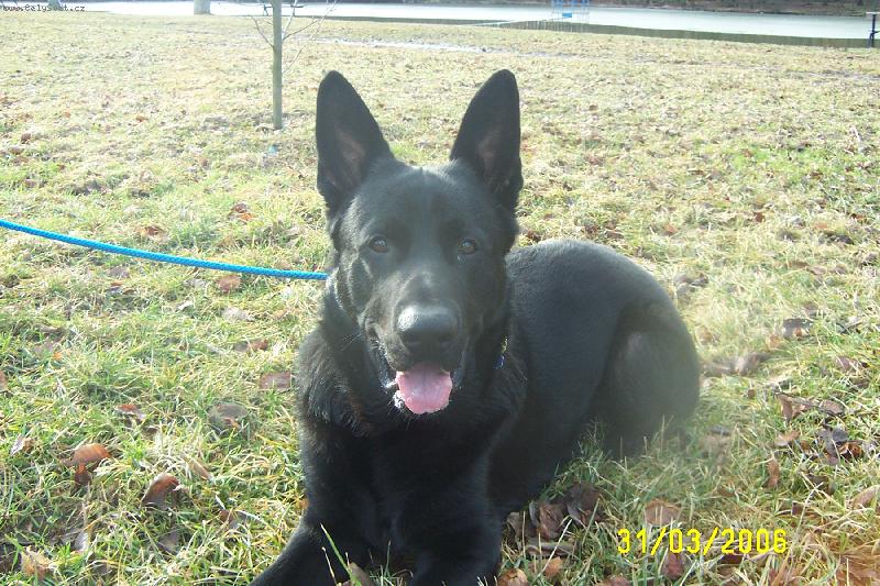 Foto: Bredíček-celočerný německý ovčák