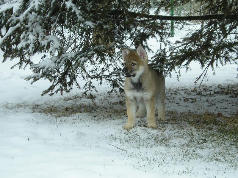 Foto: štěnátko