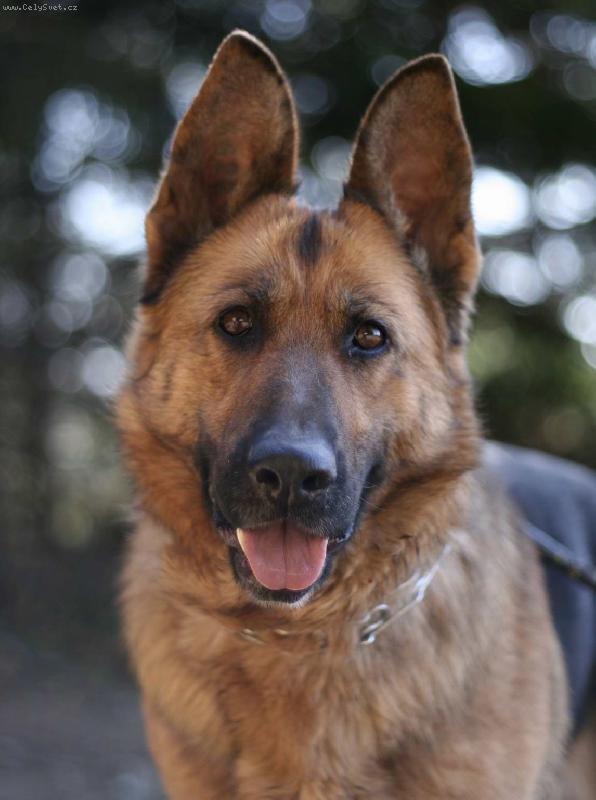 Foto: Guta Corov-zlatíčko