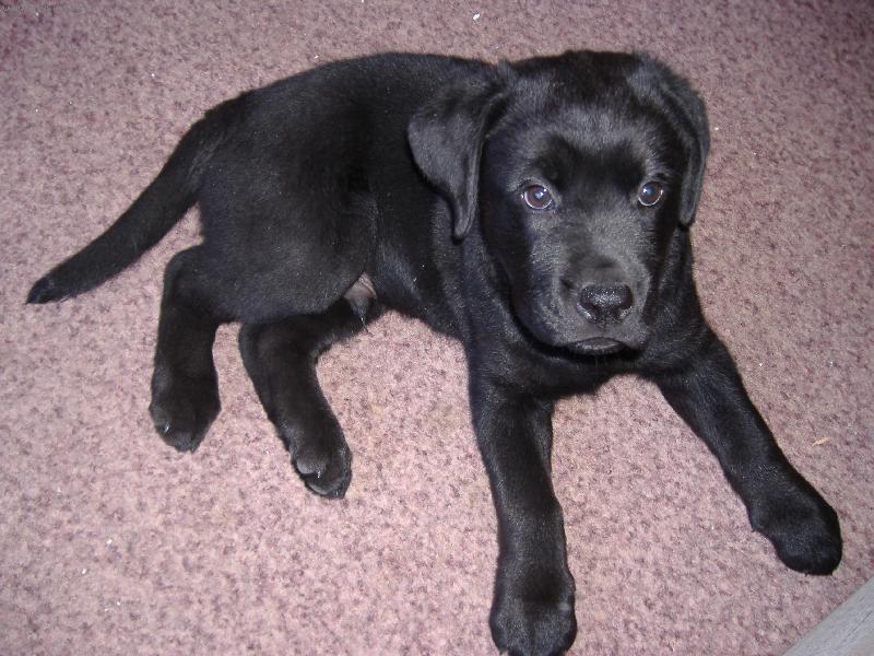 Foto: SID-10. týdení kříženec Labradora s Rotvajlerem