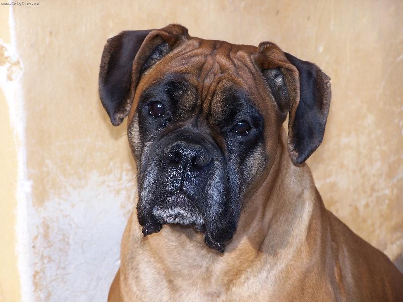 Foto: Sárinka-Tohle je náš miláček Sárina