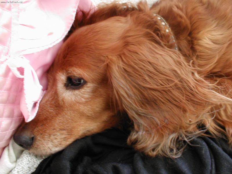 Foto: Ušlechtilá hlava Ťapky