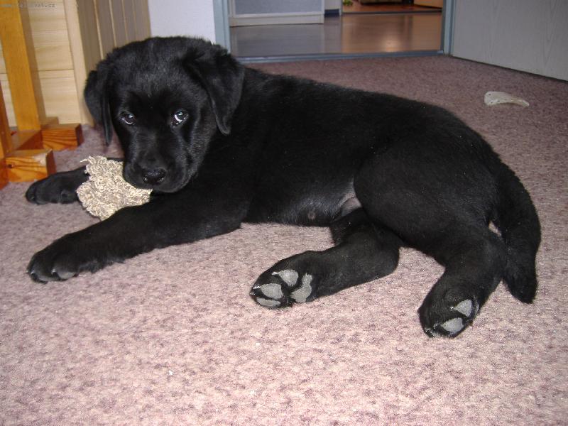 Foto: Sid-10. týdení kříženec Labradora s Rotvajlerem